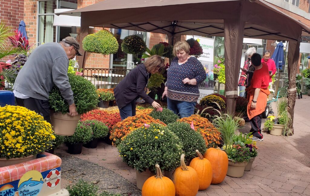We Grow Dreams fall mum sale on Water Street
